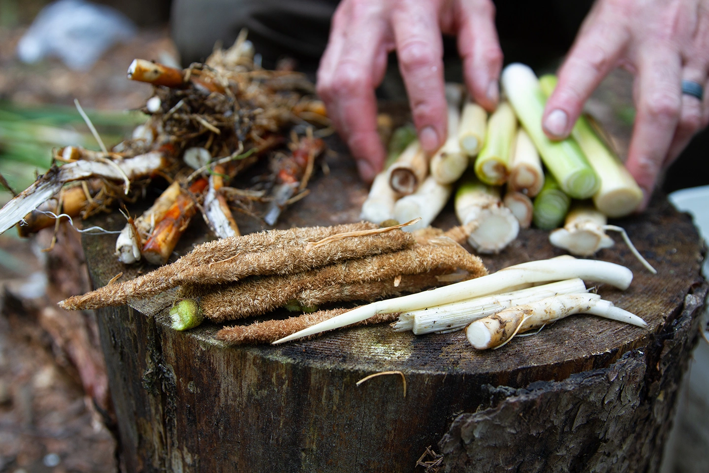 Forage to Table