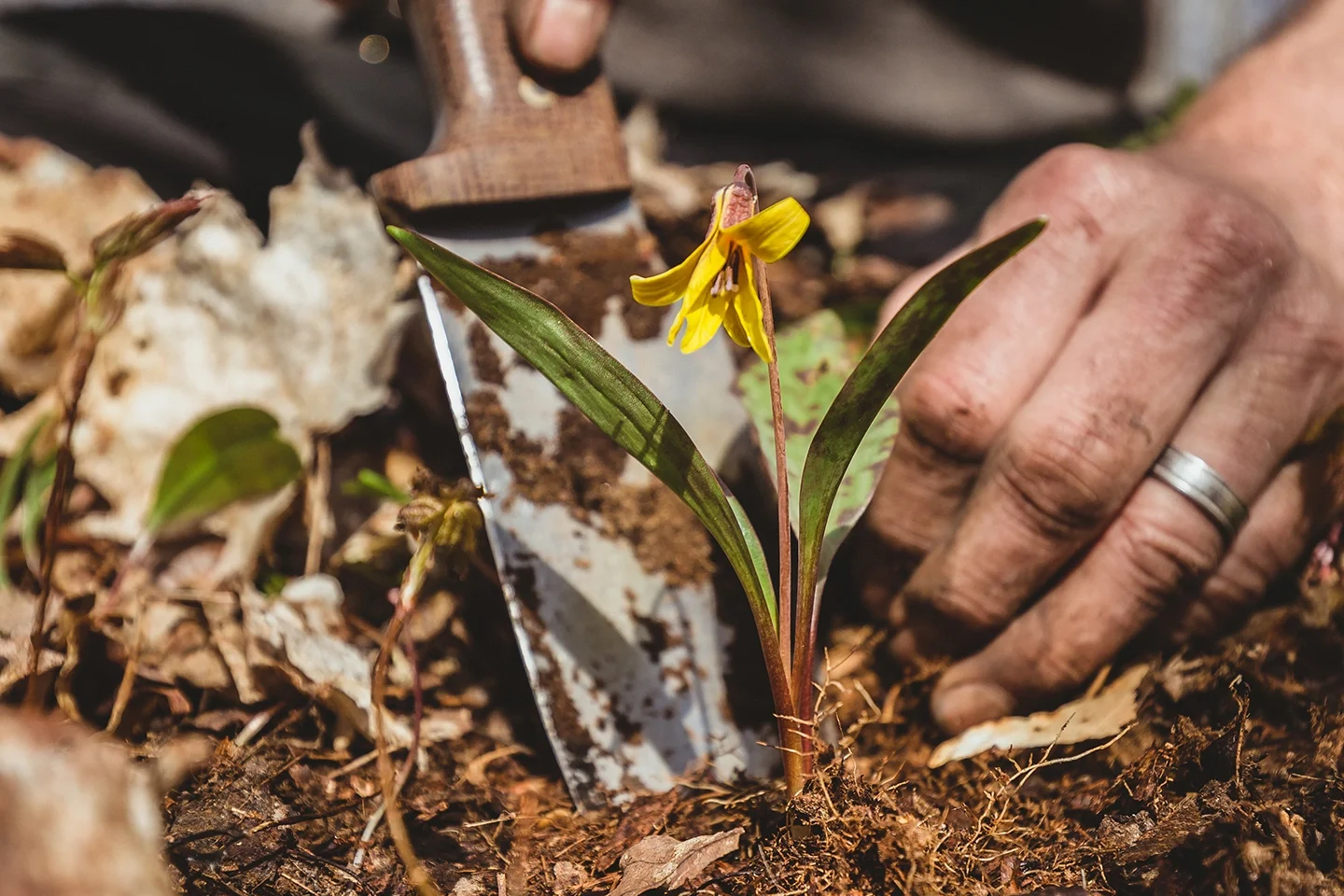 Les Stroud_s Wild Harvest - 207 - Les Forages Trout Lily Hori Hori (Kossowan)_sq